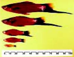 Рисунок 13. Распределение размерной частотности меченосцев после 90-дневного ростового периода (120 дня отроду), культивируемых в колледже "Windward Community" на Канеохе, Гавайи.