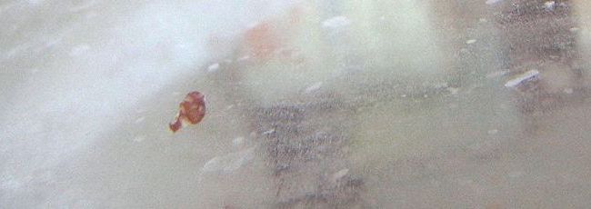 Личинка карликового тетраодона