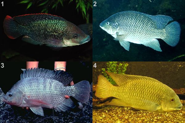 Виды тиляпий. Oreochromis mossambicus (1), Oreochromis aureus (2), Oreochromis niloticus (3) и O. zilli (4).