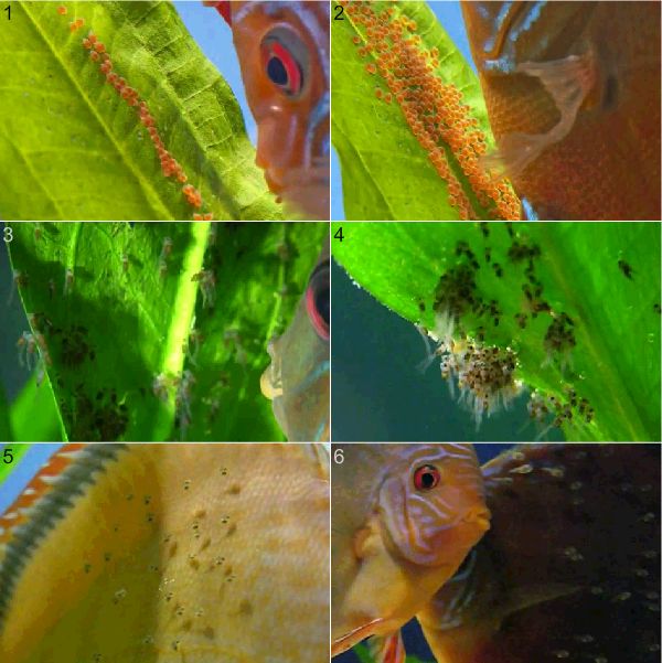 Откладка икры и её оплодотворение (1, 2), уход за личинками (3, 4), мальки питаются эпителиальной слизью дискуса (5), самка (слева) стряхивает мальков на самца, которые начинает кусать последнего (6) 
