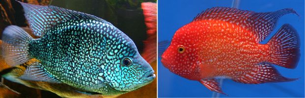 Hericthys carpintis (слева) и Red Texas (справа)