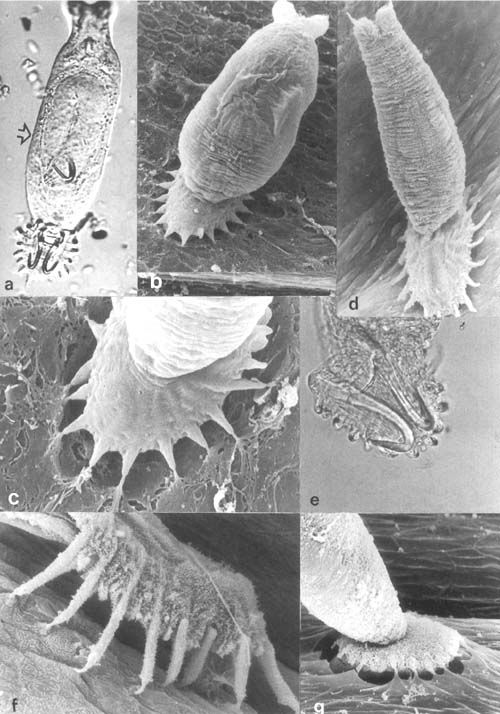Моногинеи рода Dactylogyrus и их прикрепительный диск