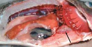 На иллюстрации слева: Экзофтальмия и слабой выраженности перикардит (стрелка) у тиляпии 