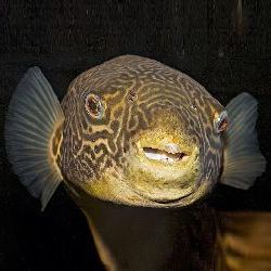 Тетраодон мбу или рыбка "булыжник"