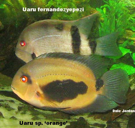 Два вида уару: Uaru amphiacanthoides и Uaru fernandezyepezi