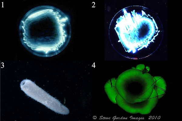 Люминесцирующие бактерии Photobacterium phosphoreum (1) и Vibrio harveyi (2) на агарозном геле, макропланктон колония Pyrosoma atlanticum (3), австралийский гриб Pleurotus lampas (4).