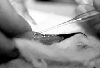 На рисунке инъецирование спермы в самку меченосца