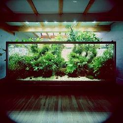 Открытый аквариум в доме Амано