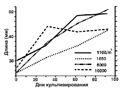 Сравнение развития меченосцев в зависимости от плотности посадки в сетчатых клетках