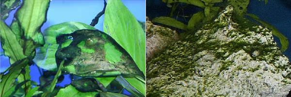 Налет из сине-зеленых водорослей (слева) и зеленая борода (справа).