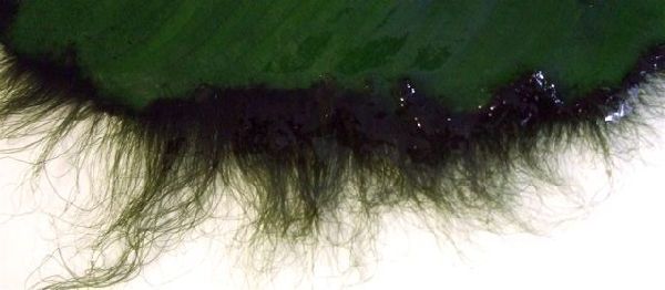 Фото Черная борода на листе анубиаса.