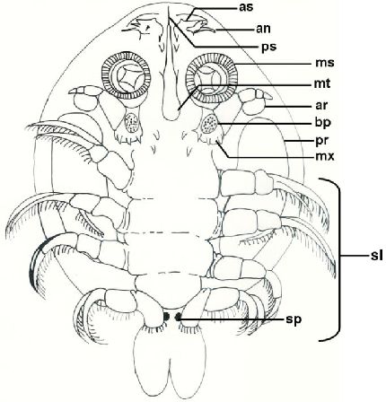 схема строения самки Argulus japonicus с вентральной стороны