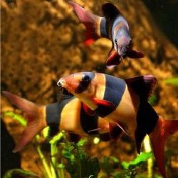 Аквариумная рыбка боция-клоун (Chromobotia macracanthus )