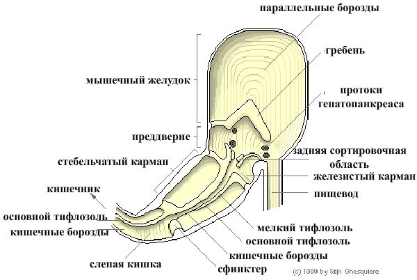 Читать вел павлов эрсус. Ампуллярия структура. Отделы желудка лошади. Ампуллярия строение рта. Желудок состоит из двух отделов: жевательного и цедильного.