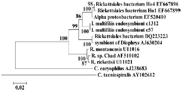 Филогенетическая взаимосвязь I. multifiliis Rickettsiales эндосимбионтов c57 и c1312