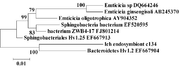 Филогенетическая взаимосвязь I. multifiliis Sphingobacteria эндосимбионта c134. Минимальный эволюционный промежуток древа рассчитывался с использоваием генетических последовательностей 16S рРНК