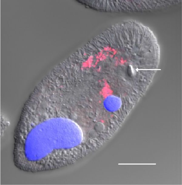 Флюоресцентная гибридизация in situ (FISH) теронта инфузории I. multifiliis штамма G5, маркированного EUB338 пробой и вновьb окрашеного DAPI