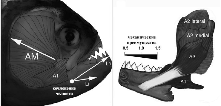 Строение мускулатуры и механика нижней челюсти Serrasalmus rhombeus (обозначения в тексте) 