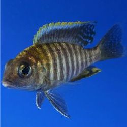 Исследователи рыб впервые продемонстрировали не визуальное питание у африканских цихлид.