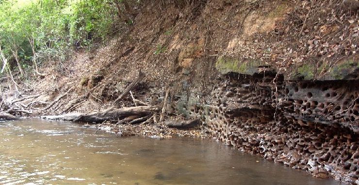 Норы в водоеме реки Рио Токантинс , где размножаются лорикариевые во время сезона дождей