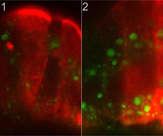 Конфокальное изображение эпителиальных клеток кишечника (красные) данио в отсутствии бактерий (1) и в их присутствии в совокупности с липидными включениями (2) 