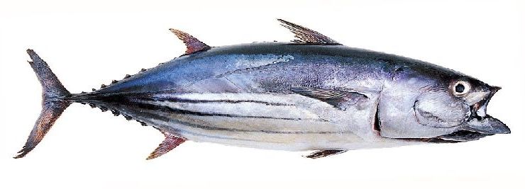 Полосатый тунец