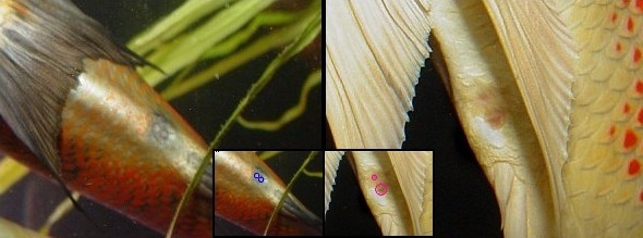 Определение половой принадлежности оскаров с помощью рассмотрения генитальной папиллы (слева у самца имеет форму - оо), либо овипозитора (слева у самки имеет форму - оО)