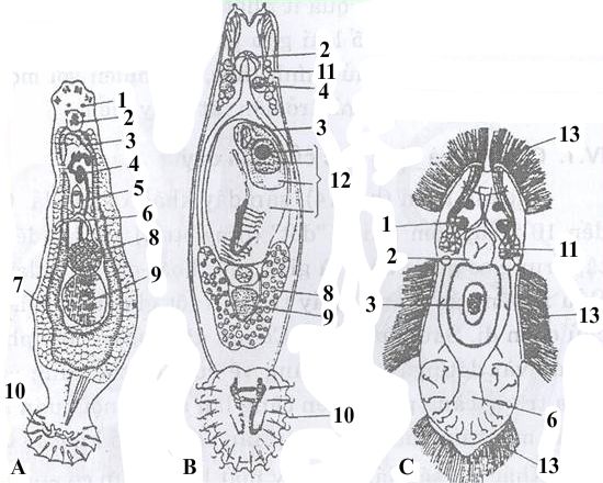 Моногенеи. Dactilogyrus (A); Gyrodactilus (B)