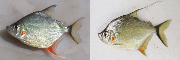 Catoprion mento самец (слева) и самка (справа)