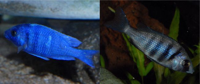 Placidochromis sp. "phenochilus tanzania", слева молодой самец, справа самка (фото www.wetwebmedia.cоm/ca/vоlume_6/vоlume_6_1/placidоchromis.htm)