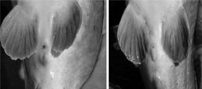 Слева самка, справа самец канального сома.