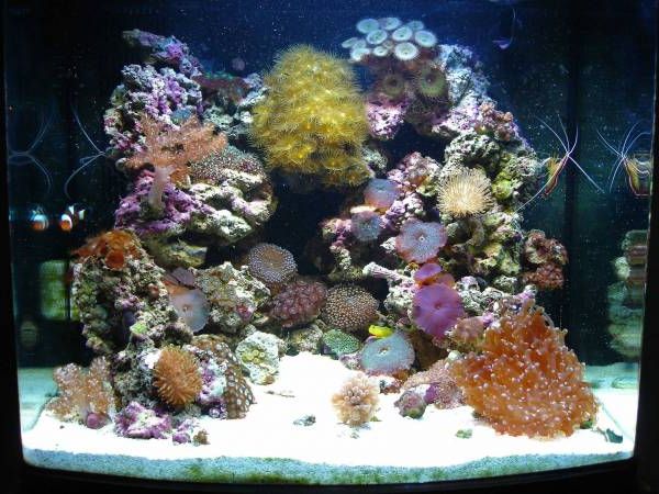 112 литровый рифовый аквариум