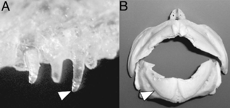 Глоточные зубы взрослой рыбы фугу (А) и клювообразные челюсти (B). 
