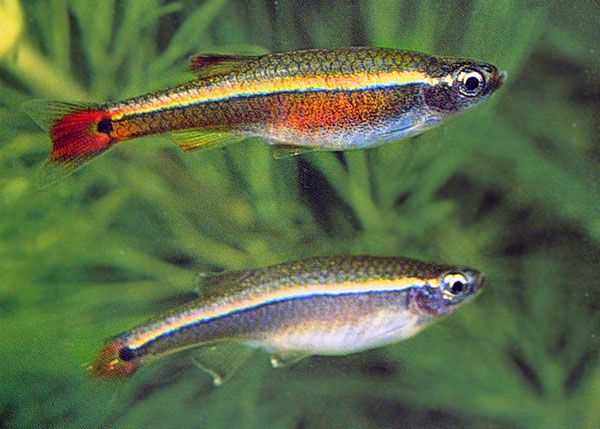 Самец (сверху) и самка (снизу) Tanichthys albonubes (илл. Bruno Cavignaux; tsamisaquarium.gr)