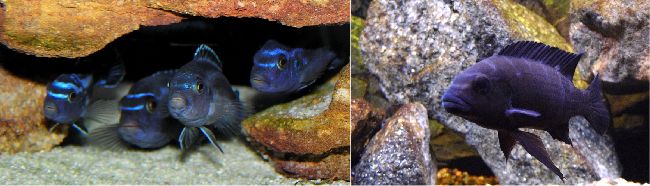 Melanochromis cyaneorhabdos (слева) и Pseudotropheus crabro (справа)