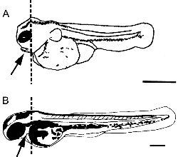 ичинки H. Bimaculatus и Danio rerio
