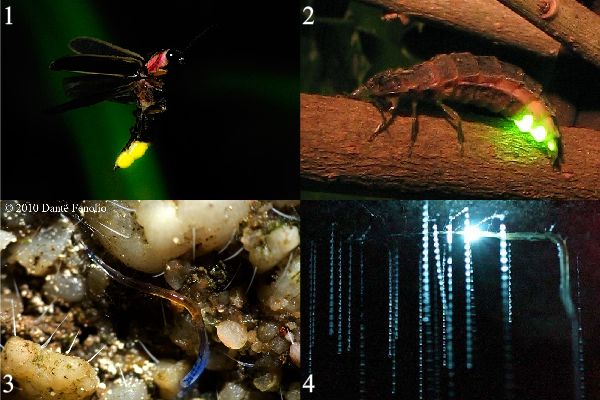 Светлячок Photinus pyralis (1), Lampyris noctiluca (2), личинка грибного комарика Arachnocampa luminosa (3 и 4).