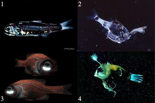 Diaphus theta из семейства Myctophidae (1), рыба-топорик Argyropelecus hemigymnus (2), рыба-фонарь (Photoblepharon) (3), удильщик или морской черт (4).