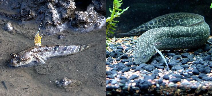 Илистый прыгун Boleophthalmus boddarti (фото: Kent Nickell, flickr.com) и рыба саламандра Protopterus aethiopicus (фото: krasotariy.zagrebelniy.ru).