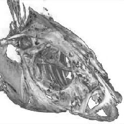 компьютерная микротомография черепа рыбы