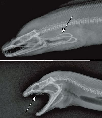 Рентгенограмма мурены с демонстрацией выдвижения глоточных челюстей