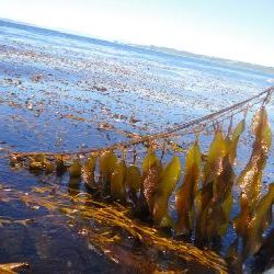 Перспективы использования бурых морских водорослей в производстве биотоплива