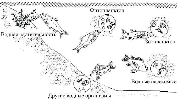 Цепь фитопланктон зоопланктон. Фитопланктон зоопланктон пищевая цепь. Пищевая цепь зоопланктона. Поликультура рыб. Поликультура растительноядных рыб.