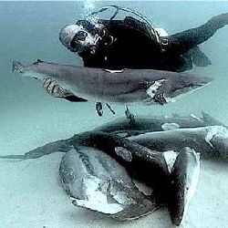 Тела акул, оставленные браконьерами