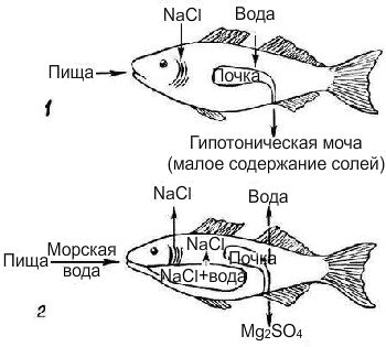 На рисунке 1. Осморегуляция у пресноводных рыбок. 2. Осморегуляция у морских рыбок.